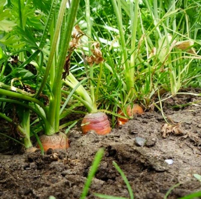 Nomenclatura botânica: Daucus carota Sativus 'Autumn King' (C. O.) - Cenoura Gigante Rei do Outono, Cenoura Rei do Outon