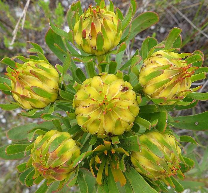 Aulax umbellata - Protea Aulax Umbellata, Featherbush, Broad-leaf Featherbush