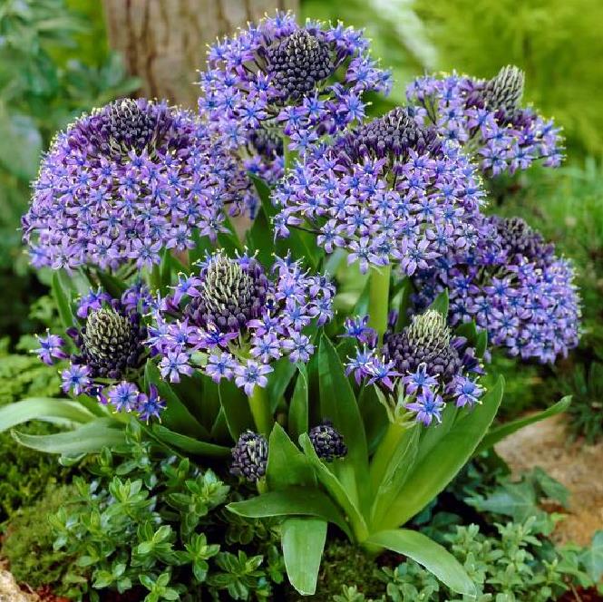 Scilla peruviana - Lirio do Caribe, Estrela do Peru, Lírio Cubano, Jacinto de Portugal