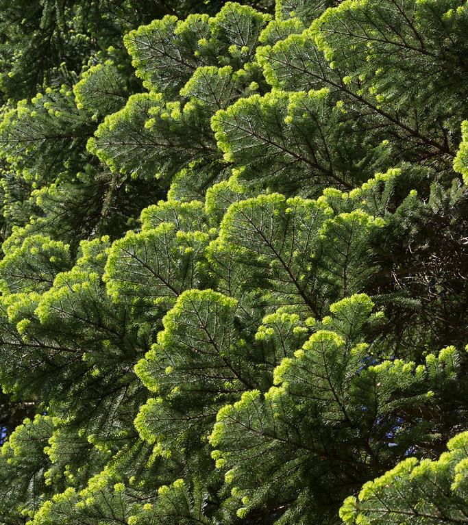 Abies amabilis - Abeto de Prata, Abeto Prateado do Pacífico, Cascade Silver Fir
