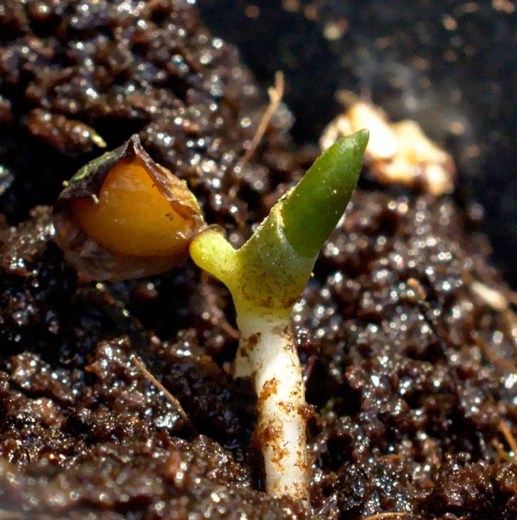 Convallaria majalis - Lirio do Vale, Muguet, Lírio de Maio, Lily of the Valley