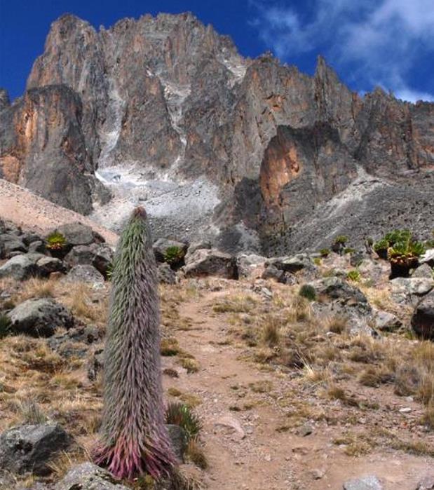 Lobelia telekii - Lobelia Gigante, Lobelia Primo Itt, Cousin Itt Lobelia