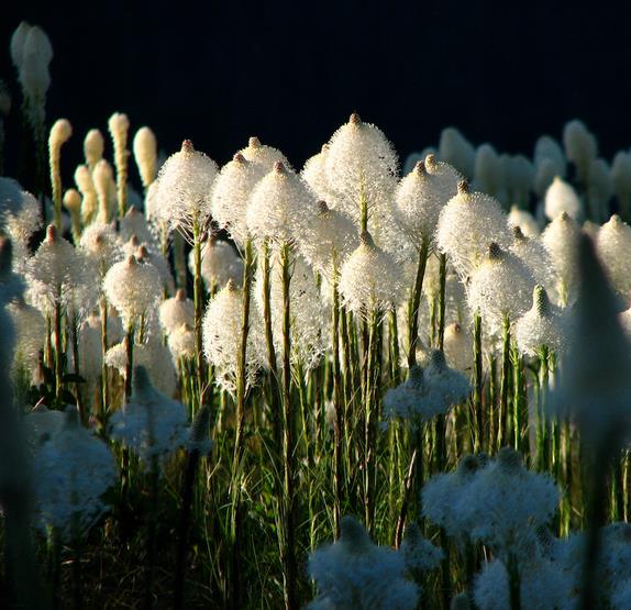 Xerophyllum tenax - Lírio relva, Relva aromática, Grama de urso