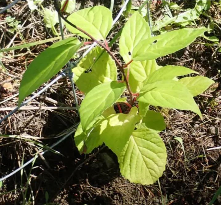 Schisandra chinensis - Cereja dos 5 Sabores (Wu-Wei-Zi), Magnolia Berry, Limonnik, Uva Vermelha
