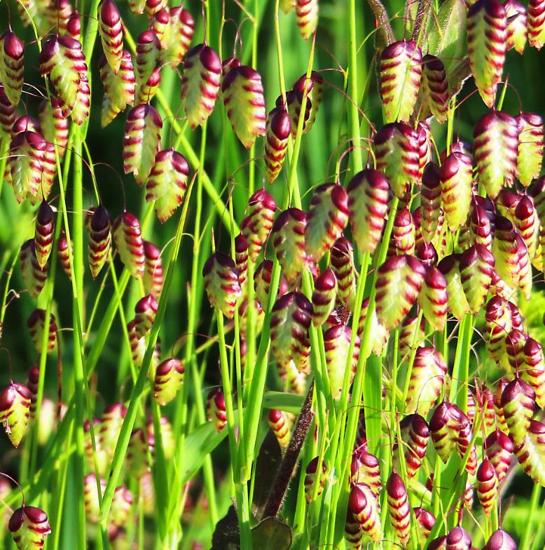 Briza maxima - Grama Chocalho, Grama Abelhinha, Grama Pérola, Quaker Grass