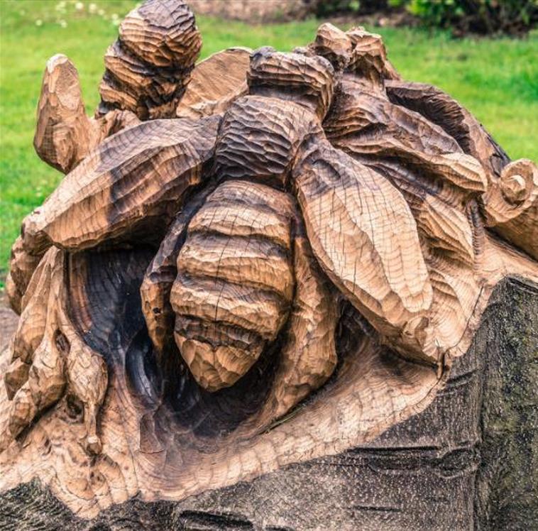 Tetradium danielli (Euodia hupehensis) - Árvore Abelha, Bee-Bee Tree, Árvore do Mel, Evodia