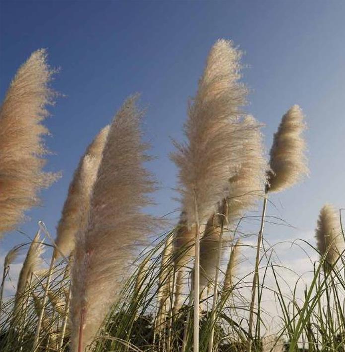 Cortaderia richardii - Grama toe toe, Grama plumosa, Toe toe grass