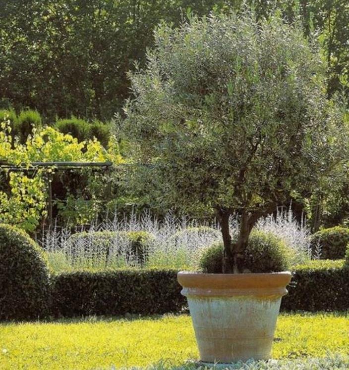 Olea europaea L. var. europaea - Oliveira, Azeitona, Oliveira Selvagem