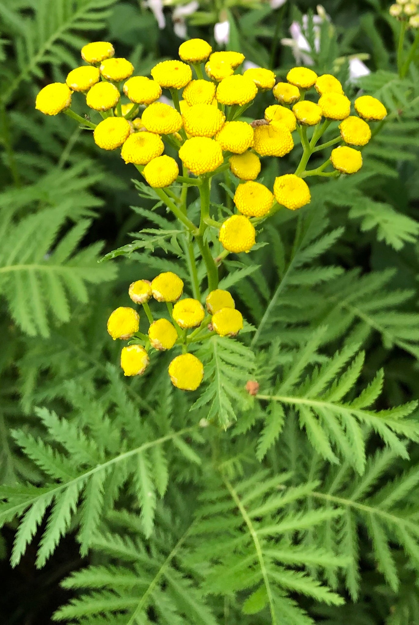 Tanacetum vulgare - Catinga de Mulata, Atanásia, Tanaceto, Erva dos Vermes, Palma Crespa