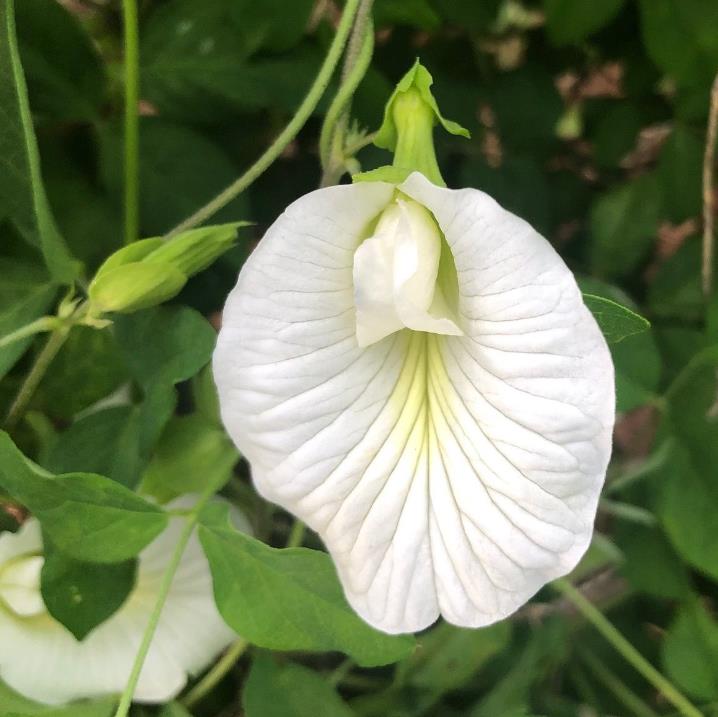 Clitoria ternatea Albiflora - Ervilha Borboleta Branca, Flor de Fada Branca, Flor de Concha, Rainha Branca, Po