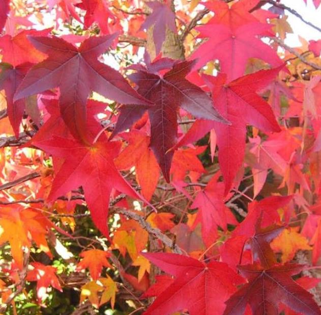 Liquidambar styraciflua - Liquidâmbar, Sweet-gum