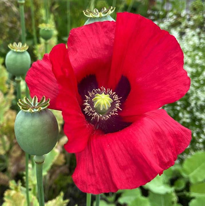 Papaver somniferum - Dormideira, Papoula Dormideira