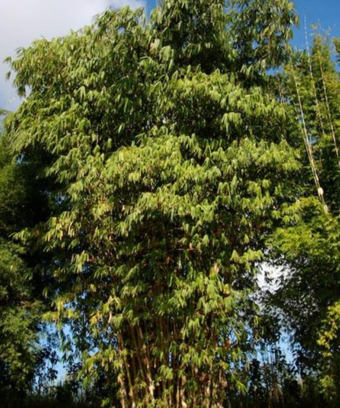 Gigantochloa apus - Bambu Gigante Tabashir, Bambu Tali, Giant Tabashir Bamboo