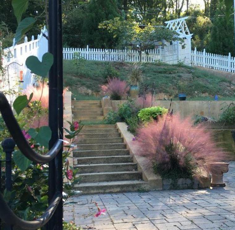 Muhlenbergia capillaris - Grama Rosa Ornamental, Grama Rosa, Muhlygrass, Mulhy Pink Grass, Sweetgrass