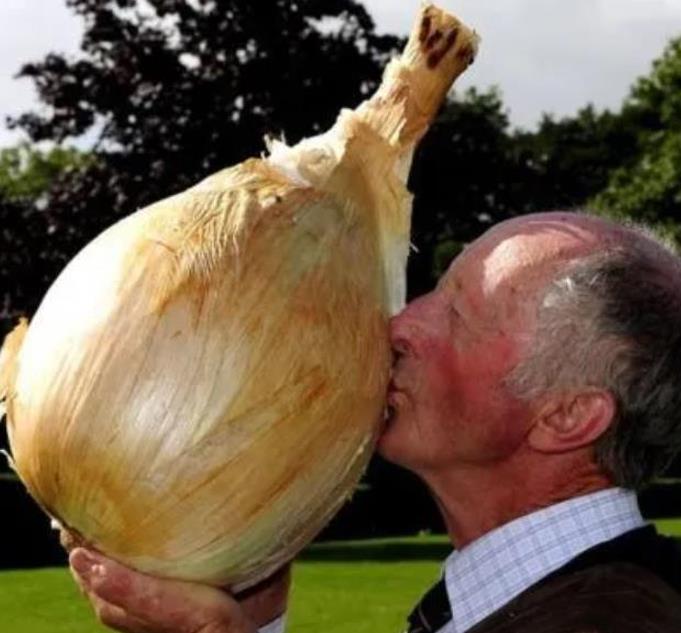 Allium cepa Exibicion Onion (C.O) - Cebola Gigante, Cebola Guinness, Cebola Outback