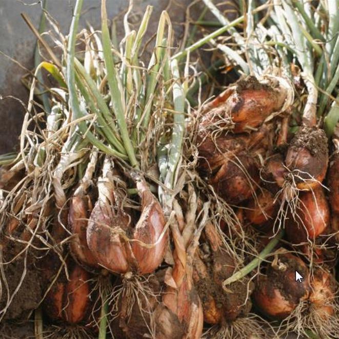 Allium cepa 'Cuisse de Poulet' Echalion (Allium ascalonicum) - Chalota Francesa, Échalote, Shallot