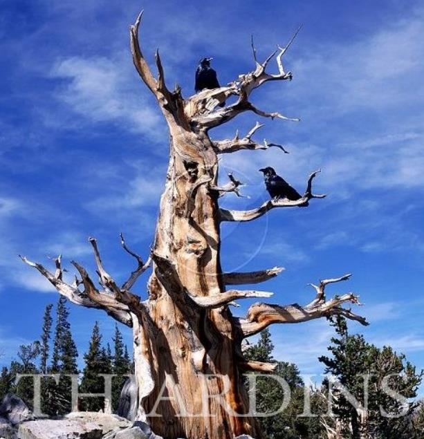 Pinus aristata - Pinus Bristlecone