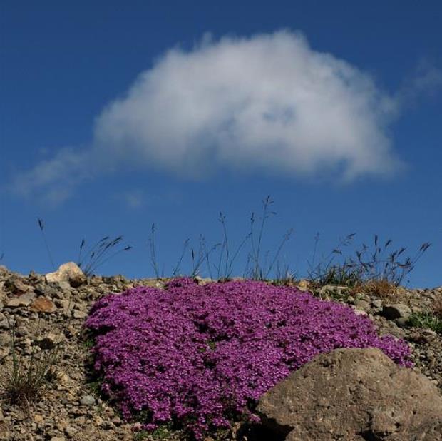 Thymus praecox - Tomilho Rastejante, Gramado Tomilho, Grama Aromática, Tomilho Mãe, Mother of Thy
