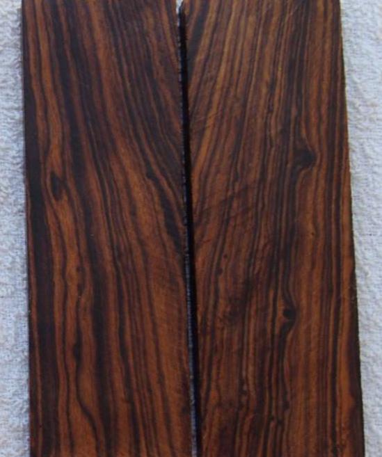 Olneya tesota - Madeira de Ferro do Deserto, Pau-Ferro do Deserto, Desert Ironwood