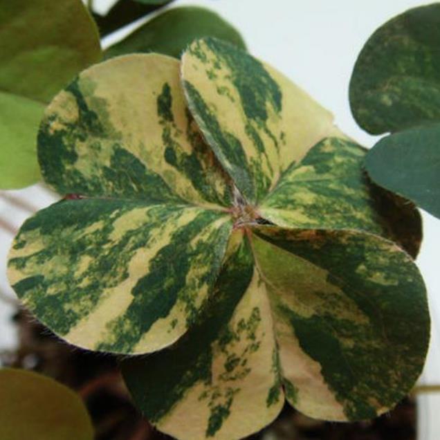 Aquilegia vulgaris Woodside variegata - Aquilegia Variegata, Rosa Columbina Variegata