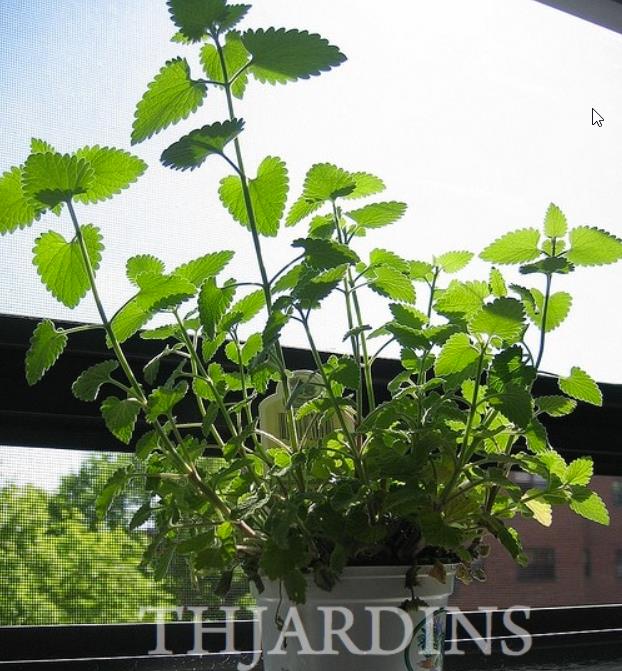 Nepeta cataria 'Citriodora' - Bálsamo do Campo, Bálsamo de Limão, Erva dos Gatos Essência Limão, Catnip Citrad