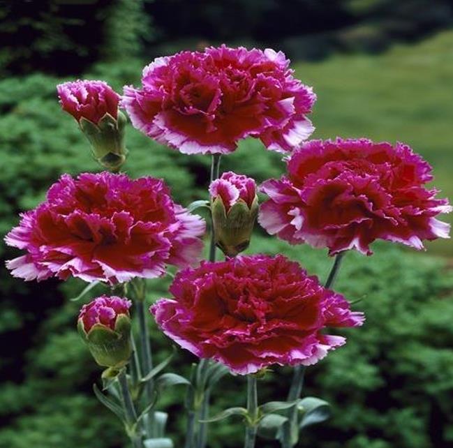 Dianthus plumarius Sonata extra double mix - Flor Divina Plumarius Sonata, Cravo Plumado Dobrado, Rosa de Plumas, Rosa E