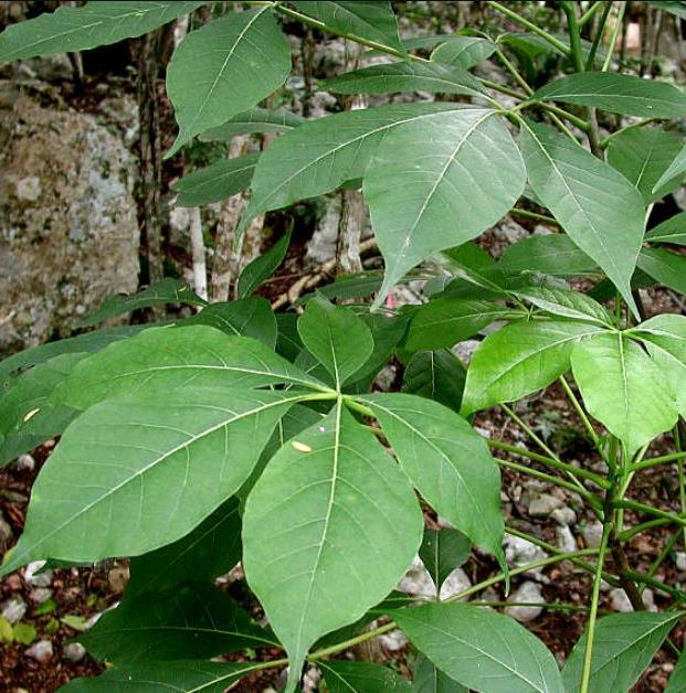 Jacaratia mexicana 'Maroon' - Nome comum: Jacaratia Mexicana, Mamão Papaya Mexicano, Jacarácia, Mamão B