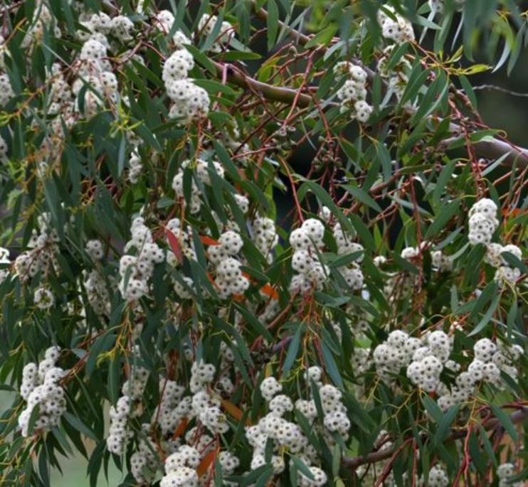 Eucalyptus Coccifera - Eucalipto Tasmanian Snow Gum