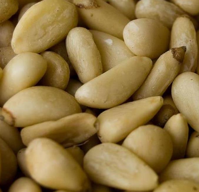 Pinus koraiensis - Pinheiro Coreano, Pinho Coreano, Pinnothin, Pinhole