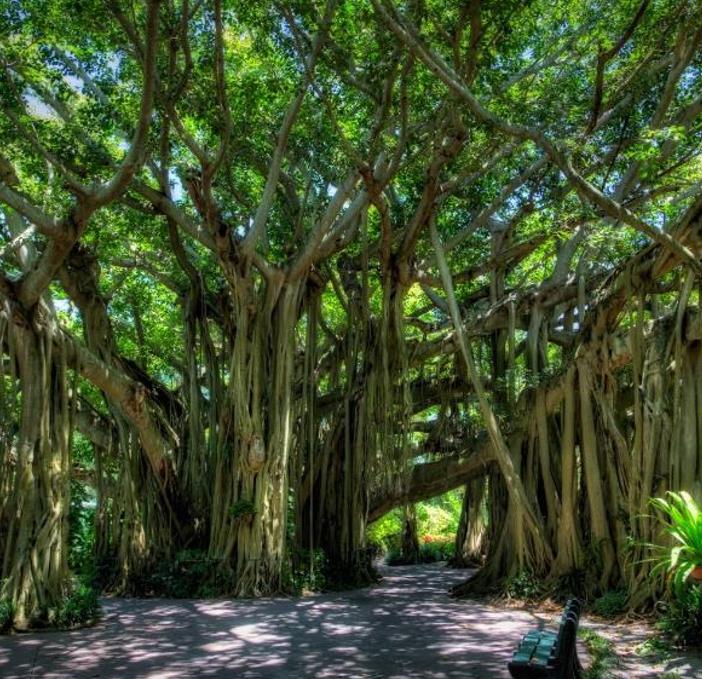 Ficus benghalensis - Figueira de Bengala, Árvore de Banyan