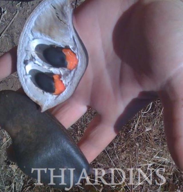 Afzelia quanzensis - Árvore da Sorte, Mogno da Sorte, Amuleto de Caça