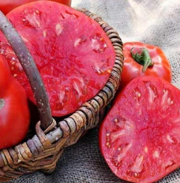 Solanum lycopersicon Gigante Liscio (Nova seleção com Certificação Orgânica) - Tomate Gigante Liscio (Nova Seleção)