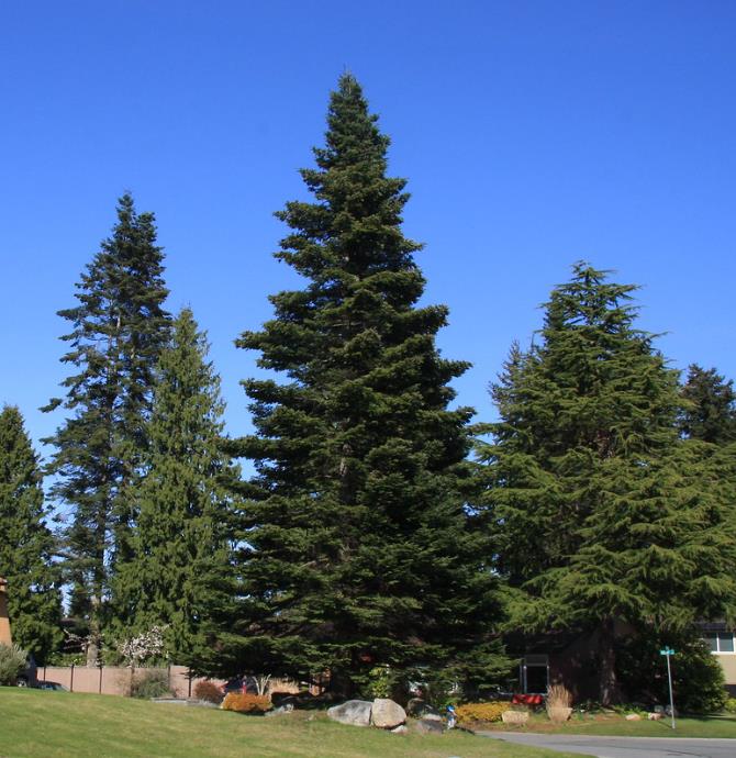 Abies grandis Inland (Picea Grandis, Pinus Grandis) - Abeto Gigante, Pinheiro gigante, Abeto Branco de Planície, Abeto d
