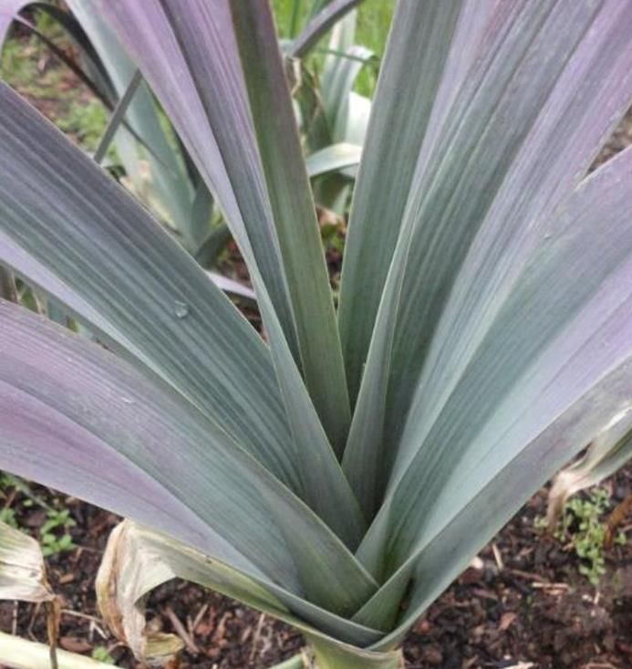 Allium Porrum Saint Victor D Hiver (Violet Leaf) - Alho Poró Saint Victor