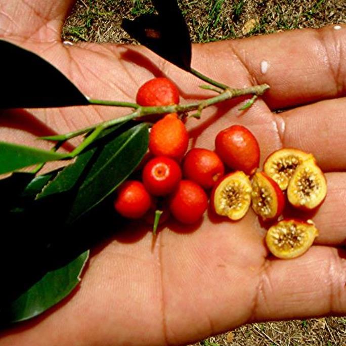 Ficus benjamina - Figueira Benjamim, Figo Chorão, Weeping Fig