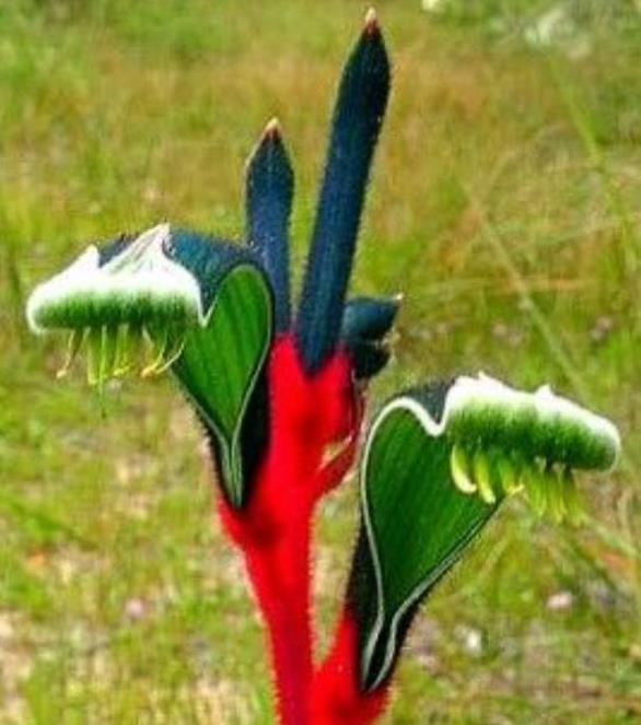 Anigozanthos manglesii - Pata de Canguru Vermelho e Verde, Kangaroo Paw