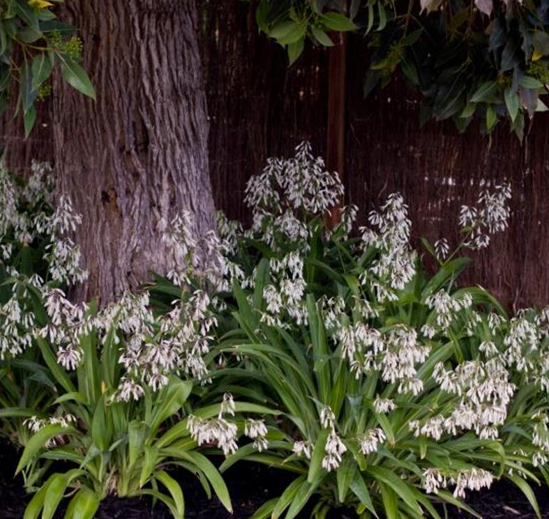 Arthropodium cirratum - Lírio Rocha da Nova Zelândia, Lírio Renga, Rengarenga