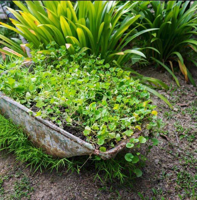 Centella asiatica - Centelha Asiática, Gotu kola, Brahmi