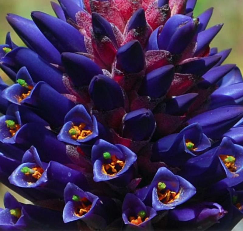 Puya venusta - Bromélia Chagualillo, Chagualillo