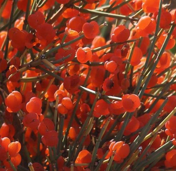 Ephedra intermedia - Chá Mórmon Azul, Blue Jointfir, Mormon Tea, Chá Brigham, Zhong Mahuang, Efedra