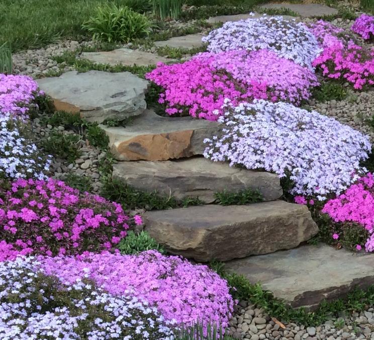 Aubrieta giant Superbissima mix - Agrião de Rocha Soberba, Aubrieta de Rocha Soberba Gigante