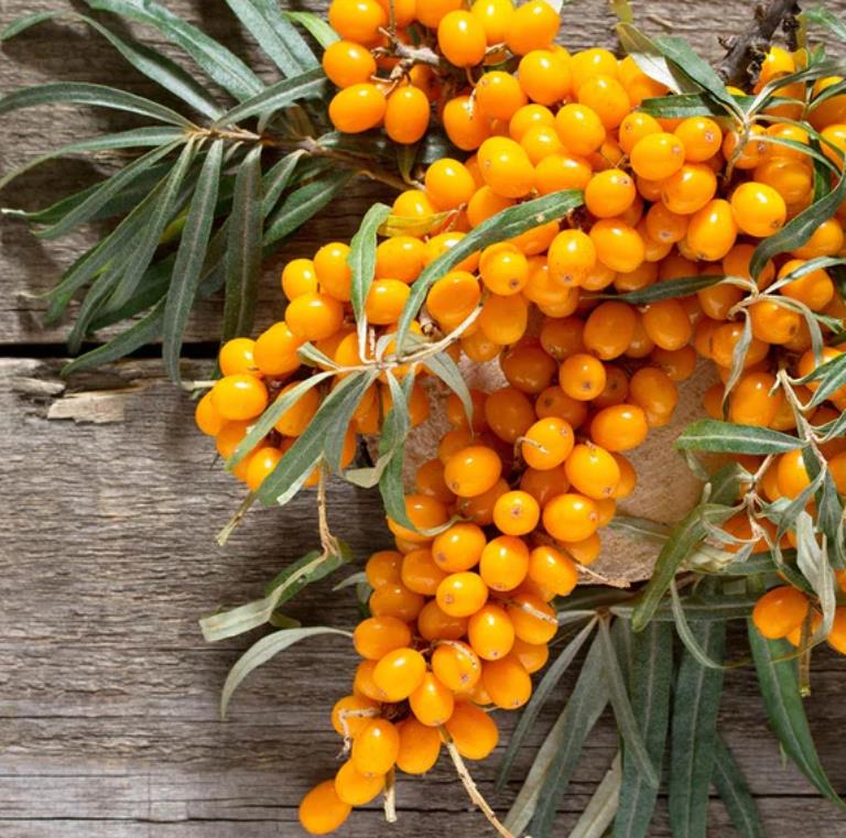Hippophae rhamnoides (Elaeagnus rhamnoides) - Cereja do Mar, Espinheiro Marítimo, Sea Buckthorn