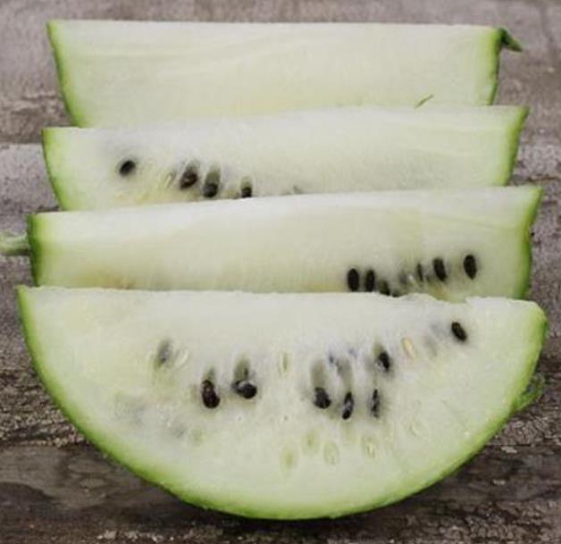 Citrullus lanatus White Wonder (Certificaçâo Orgânica) - Melancia Branca, Melancia Baunilha, Melancia White Wonder