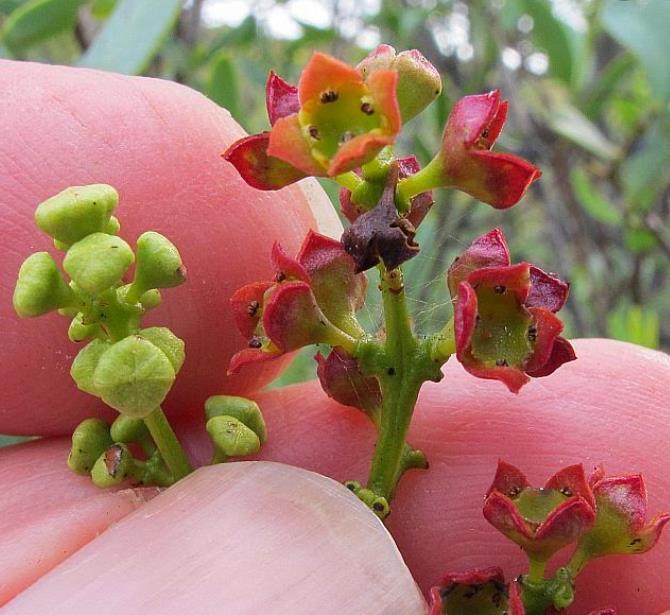 Santalum spicatum - Sândalo, Sândalo Australiano, Sandalwood, Quandong