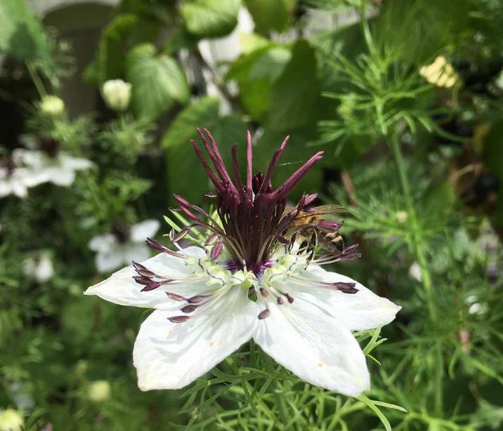 Nigella papillosa 'African Bride' - Amor em uma Névoa Rainha Africana, Love in a Mist, Flor Amor na Neblina, Nigella