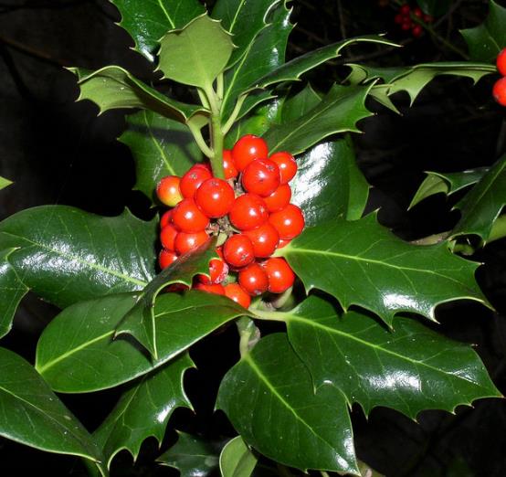 Ilex aquifolium - Azevinho, Arbusto de Natal, Azevim, Azevinheiro, Espinho-de-Cristo