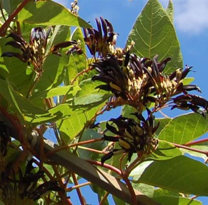 Kennedia nigricans - Trepadeira Pássaro Negro - Black Coral Pea