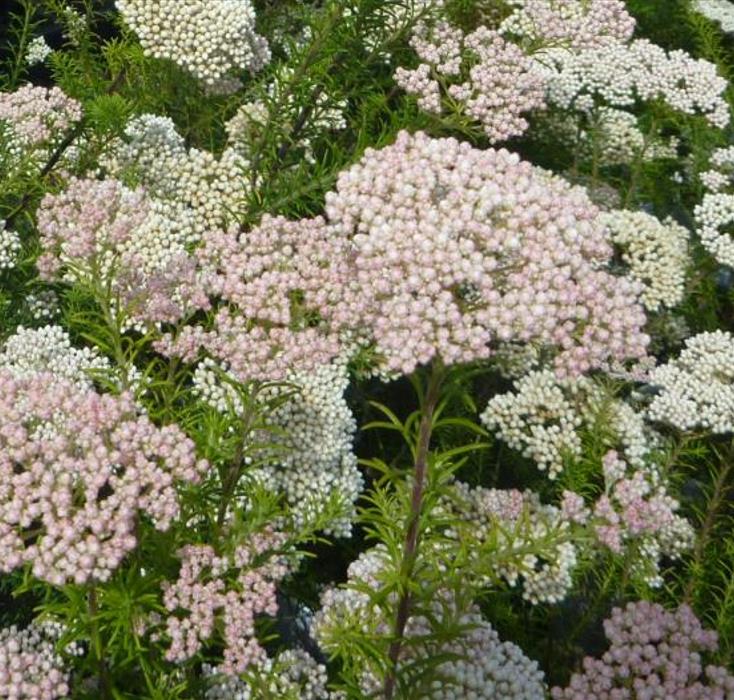 Ozothamnus diosmifolius - Flor de Arroz, Alecrim Selvagem, Arbusto de Sagu, Rice Flower