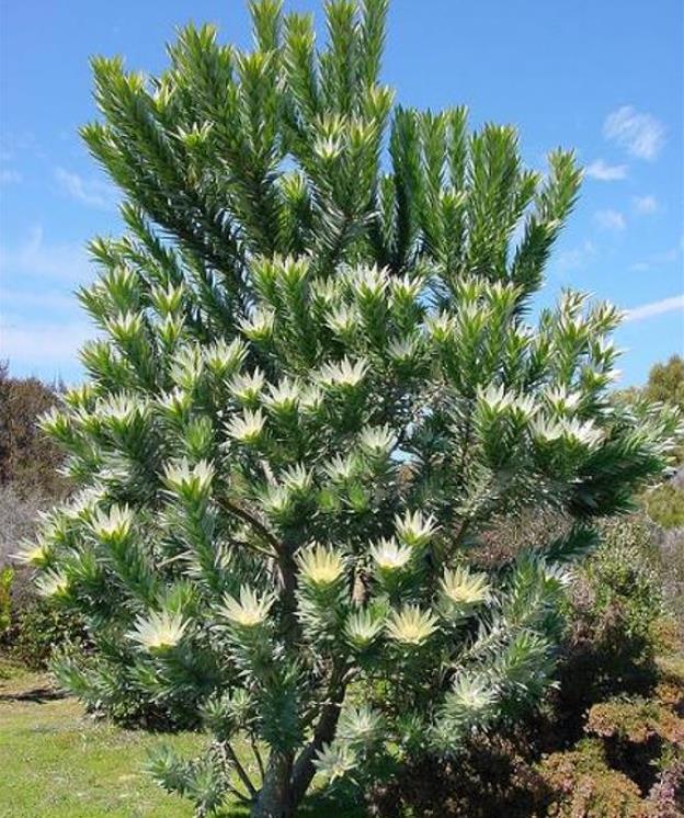 Leucadendron argenteum - Protea Árvore de Prata, Silver Tree, Leucadendron Prata