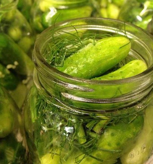 Anethum graveolens Mammoth (C.O) - Dill Mamute, Endro Gigante, Aneto Mamute